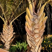 De prachtige tropische palmen bij de trap